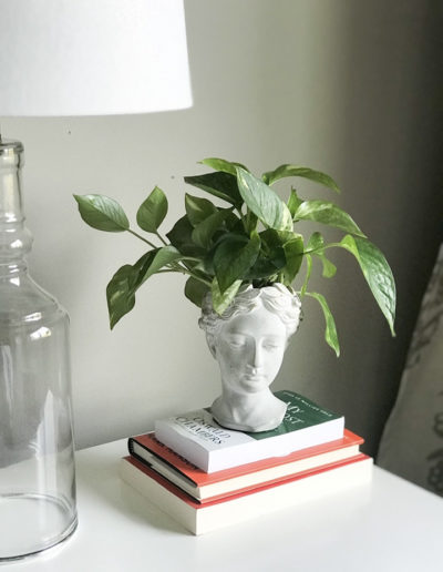 House Plants in decor